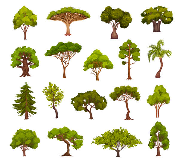 ilustraciones, imágenes clip art, dibujos animados e iconos de stock de árboles caducifolios verdes con exuberante conjunto vectorial de corona de árbol grande - tree crown