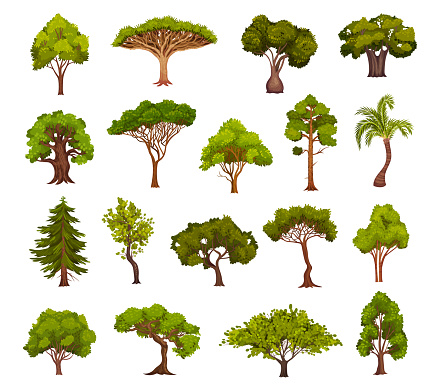 Green Deciduous Trees with Exuberant Tree Crown Big Vector Set. Woodland and Park Flora and Botany