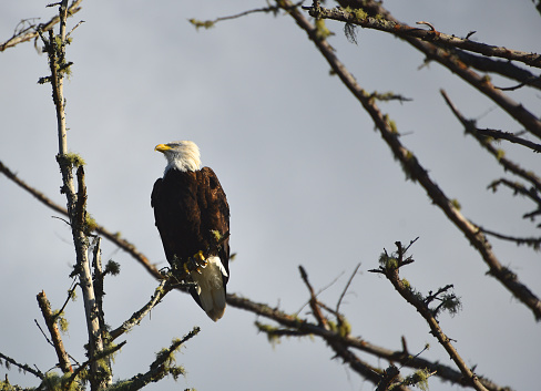 Large format close up of a wild American Bald Eagle perched on a bare branch against a clear sky.  Captured in Washington state, USA.