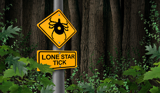 Lone Star Tick warning as a female adult insect close up illustration isolated on a white background as a symbol of a parasite arachnid that sucks blood and infects animals with bacteria and viruses in a 3D illustration style.