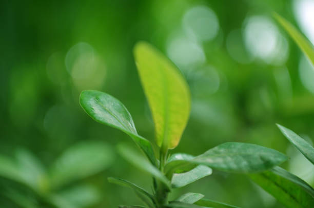 leaves in the morning