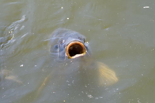 Many Carp fighting over bread in the water