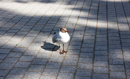 Black-headed gull on the sidewalk. Seagull on the avenue.