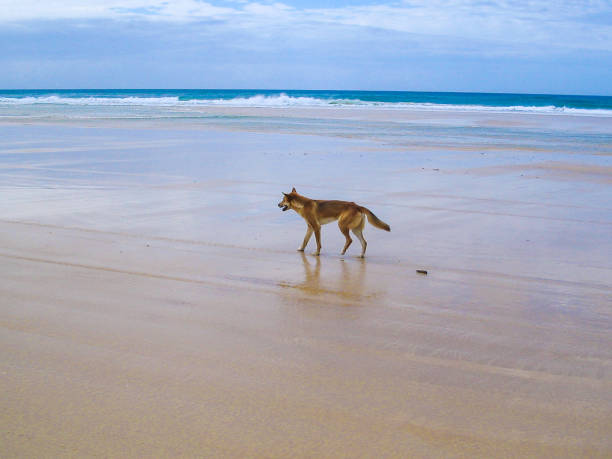 A lone dingo walks the beach on Fraser Island, Australia