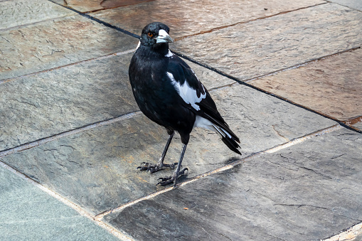 Photograph of an Australian Magpie standing on black ceramic floor tiles in an outdoor cafe waiting for some food