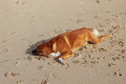 brown fluffy sleeping dog on sand beach.