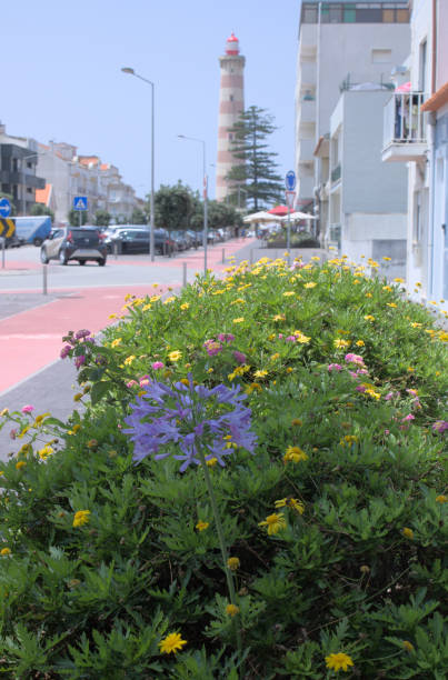 istock Blooming Beauty: Vibrant Flowers at Aveiro's Praia da Barra 1502987090