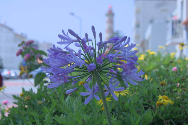 istock Blooming Beauty: Vibrant Flowers at Aveiro's Praia da Barra 1502987092
