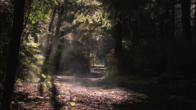 Beautiful Forest Fog Trail Running