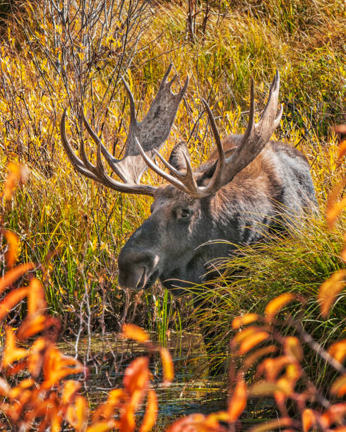 lac moose - wyoming teton range jackson hole autumn photos et images de collection
