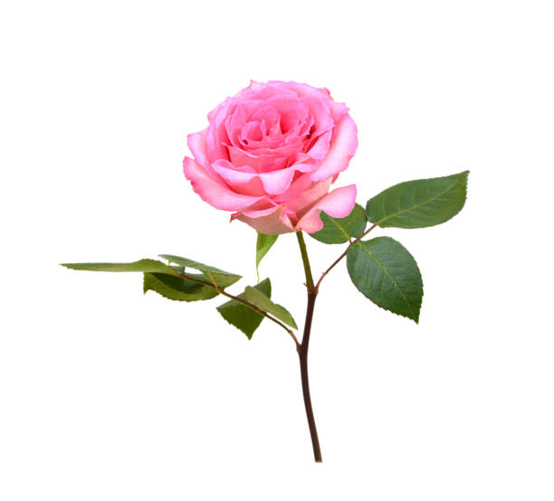 istock Pink rose isolated on white background 1502988644