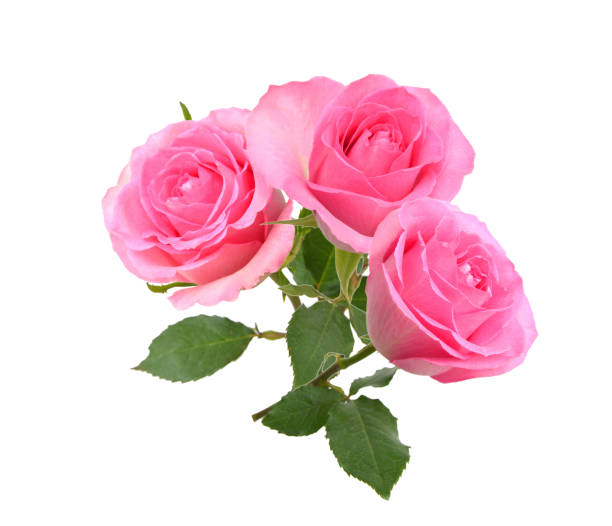 istock Pink rose isolated on white background 1502988712