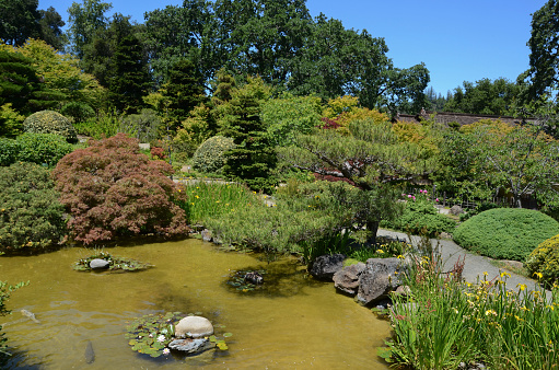 Tenerife, Canary Islands, Spain - April 12, 2018: Unidentified people visit the botanical garden of Puerto de la Cruz, pond with papyrus