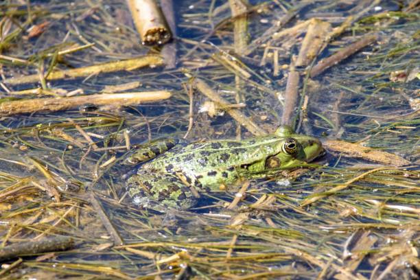 istock Balkan frog, Pelophylax kurtmuelleri 1502990461