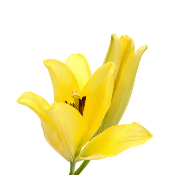 istock Yellow Lily flower isolated on a white background 1502990681