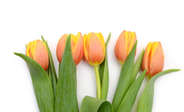 istock Colorful tulip flowers  isolated on white 1502990683