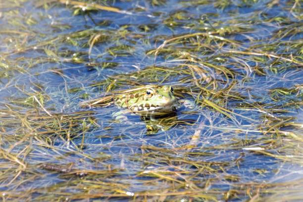 istock Balkan frog, Pelophylax kurtmuelleri 1502990714
