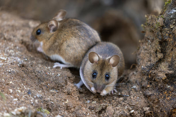 Two yellow-necked mouses (Apodemus flavicollis) stock photo