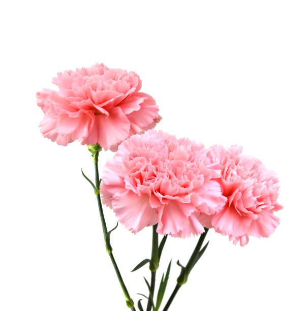 Beautiful pink carnation flowers isolated on white background
