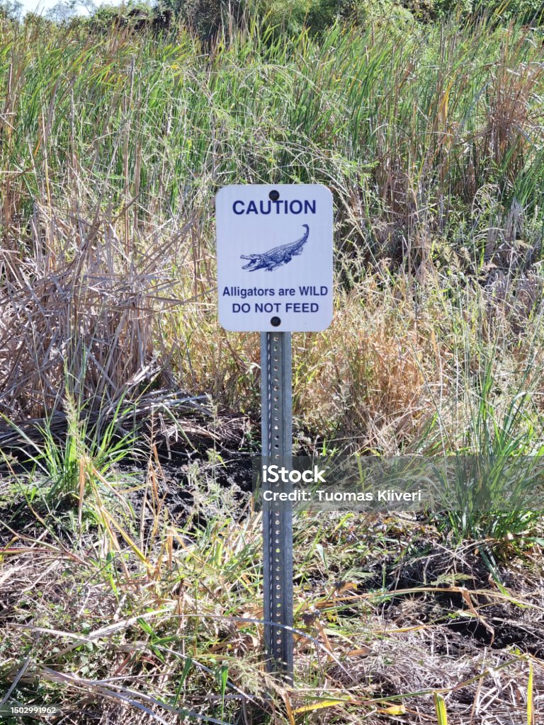 Alligator Point Sign Alligator Warning Sign Stock Photo - Download Image Now - Advice ...