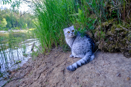 A gray cat sits by the river waiting for fish. Summer evening by the river.