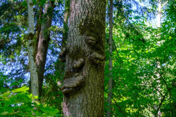 istock tree trunk with growths. a tree in the forest with growths, defects 1502992588