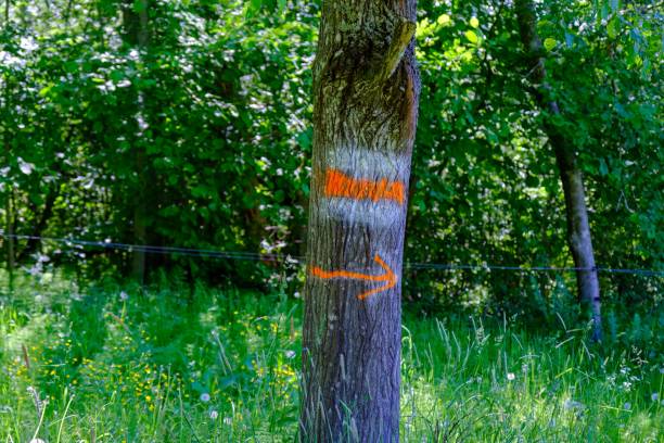 istock red tourist trail mark on a tree. Direction indication with a red arrow 1502992596