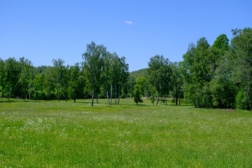 Panoramic view of the meadow, forest. some birch trees in the foreground. A very scenic meadow, a fabulously romantic place.