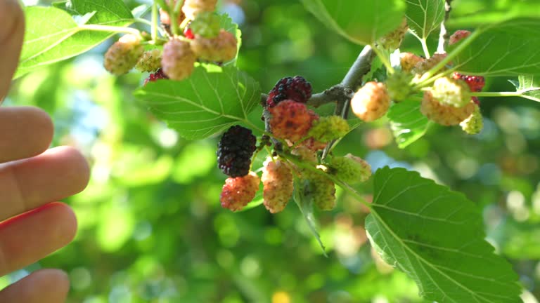 Mulberry fruits ripen on a tree on a sunny summer day.