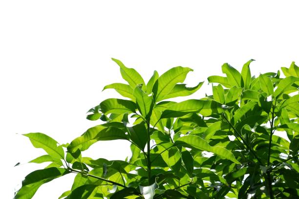 istock A Tropical mango tree with leaves and branches on white isolated background for green foliage 1502996432