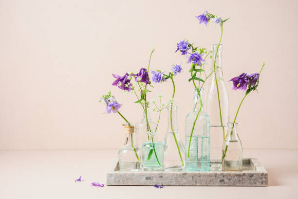 istock Columbine flowers in glass bottles. 1502997009