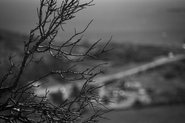 A black and white photograph of barren tree branches against a stark, clear sky