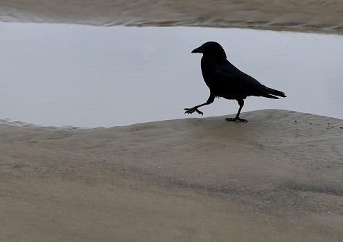 Stark picture of a black bird marching along