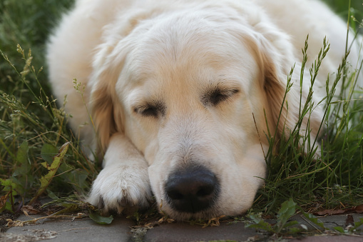 Cute golden retriever dog in the summer garden