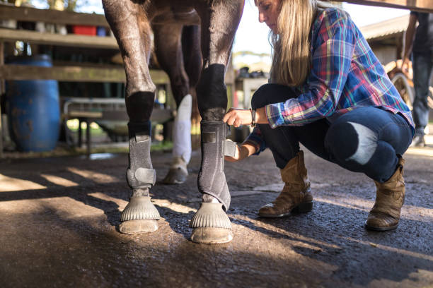 istock Protection boots being put on horse's legs 1503001427