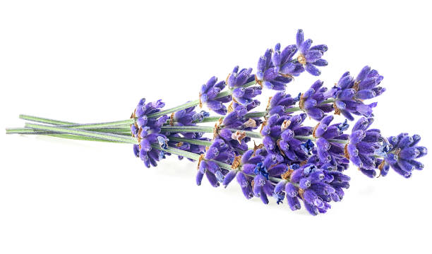 istock Lavender flowers isolated on a white background 1503002523
