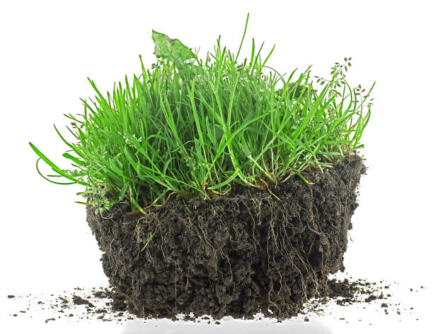 istock Young green grass in black soil isolated on a white background 1503002532
