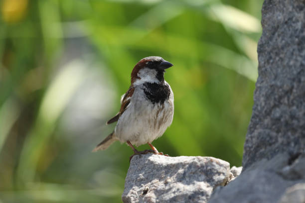 istock Young sparrow in the garden 1503002552