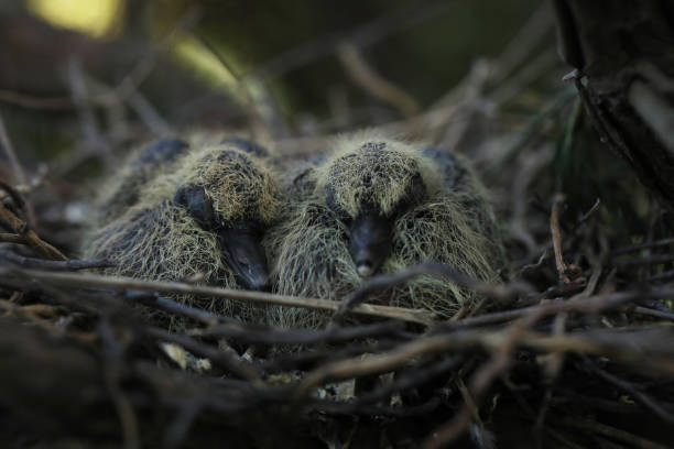Two newborn brown birds in their nest .