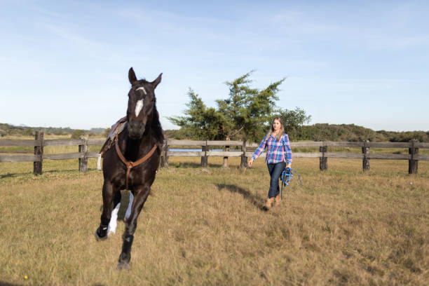 istock Woman training horse in the round pen 1503003269