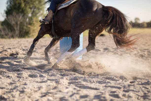Cowgirl barrel racing at a local rodeo arena