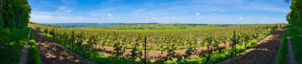 istock Vineyards in Rheinhessen/Germany 1503003772