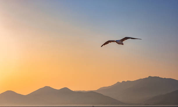 istock Seagull and sea 1503006915