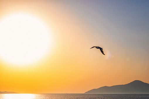 Stunning view of a seagull flying mid sunrise
