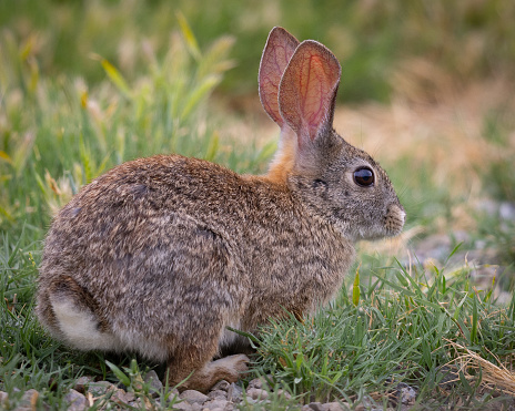 Endangered riparian brush rabbit, , seen in the wild in North California