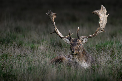 Fallow Deer Stag resting in long grass