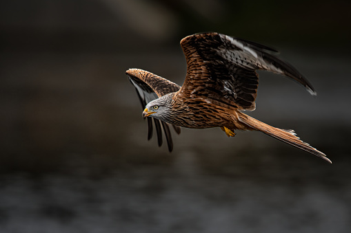 Red Kite in flight wings high