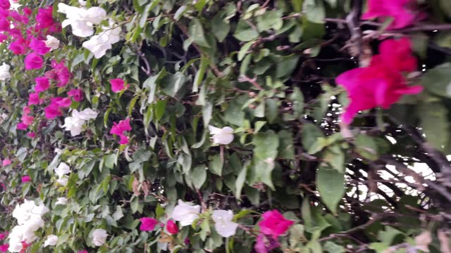 Beautiful Bougainvillea mural which is a beautiful plant and vine that is used as a natural decoration to cover walls and others.