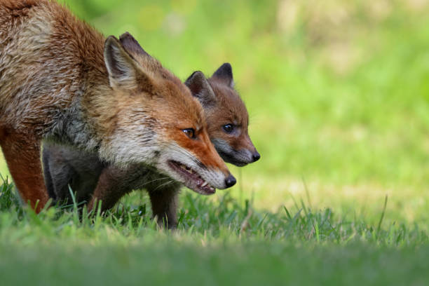 istock close-up red fox family 1503012487