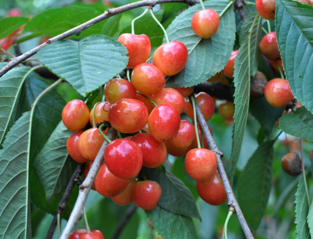 istock On a tree branch, ripe berries sweet cherry (Prunus avium) 1503012802